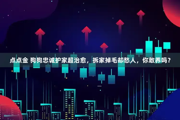 点点金 狗狗忠诚护家超治愈，拆家掉毛却愁人，你敢养吗？